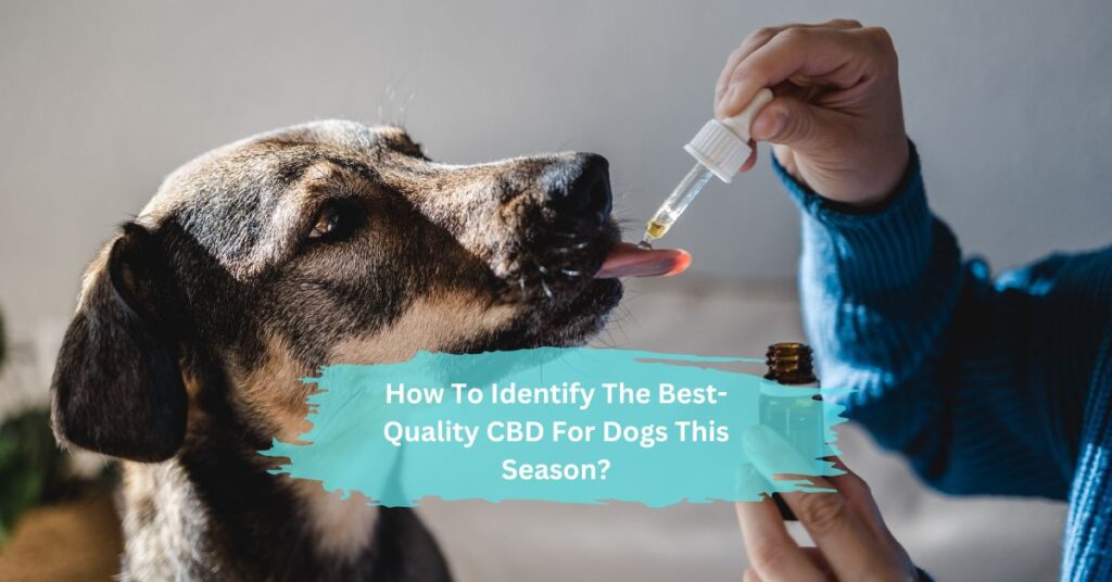 How To Identify The Best-Quality CBD For Dogs This Season?